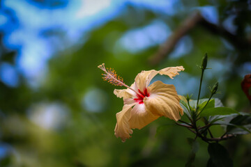 hibiscus flower in the garden