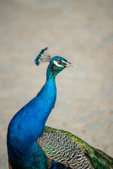 Portrait of a beautiful bird - peacock