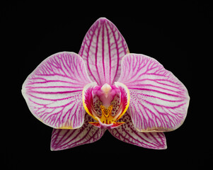 Pink Orchid