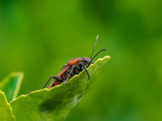 Macro de un insecto en el bosque