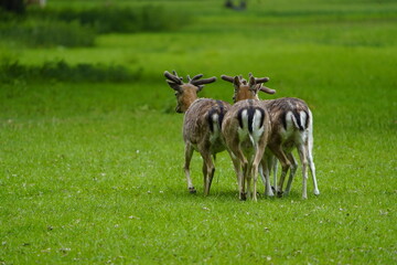 Naklejka premium The European fallow deer (Dama dama), also known as the common fallow deer or simply fallow deer, is a species of ruminant mammal belonging to the family Cervidae. Hanover – Tiergarten, Germany.