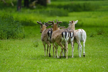 The European fallow deer (Dama dama), also known as the common fallow deer or simply fallow deer,...