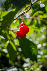 primer plano de una cereza en su árbol, con espacio en blanco