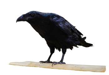 Black crow isolated on white background. This has clipping path.