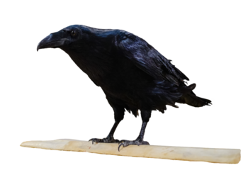 Black crow isolated on white background. This has clipping path.