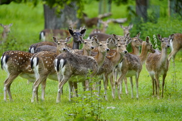 Naklejka na ściany i meble The European fallow deer (Dama dama), also known as the common fallow deer or simply fallow deer, is a species of ruminant mammal belonging to the family Cervidae. Hanover – Tiergarten, Germany.