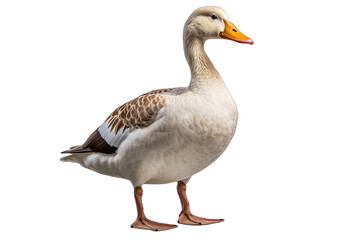 A Duck isolated on transparent background - Generative AI 