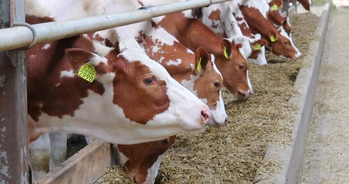 Dairy farm simmental cattle, feeding cows in farm