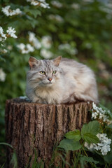 Photo of a gray fluffy cat in a spring garden.
