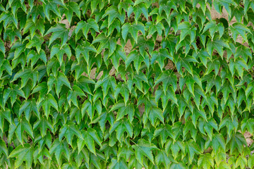 Green leaves wall for use as a background