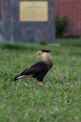 Caracara plancus in the grass