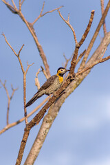 woodpecker on a dry branch