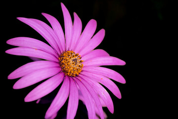 pink daisy flower on black