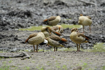Egyptian goose cleaning its feathers (Alopochen aegyptiaca) Family Anatidae. Hanover Tiergarten, Germany.