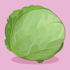 Vector illustrationf of fresh and juicy cabbage