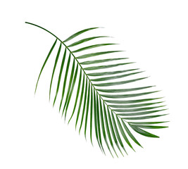 Green nature Palm leaf Coconut leaves on white background isolate with clipping path it easy to cut and edit.