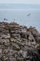 Cliff on the edge of the blue ocean water with a family of white seagulls on top. Cloudy landscape with birds.