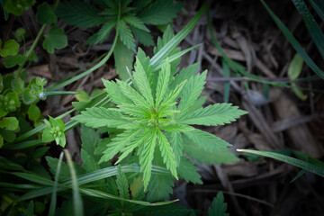 Selective blur on Cannabis plant, belonging to the Cannabis Sativa Ruderalis genus, growing freely...