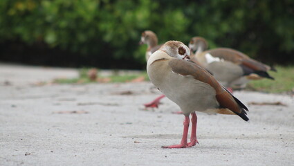 Graceful Ducks in Key Biscayne's Ecological Reserve