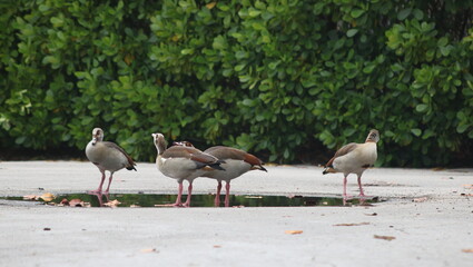 Graceful Ducks in Key Biscayne's Ecological Reserve