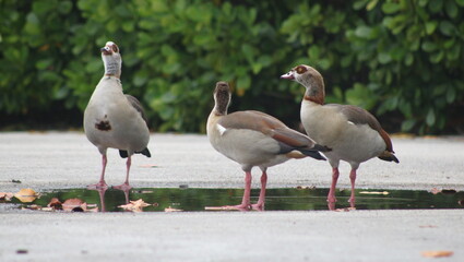 Graceful Ducks in Key Biscayne's Ecological Reserve