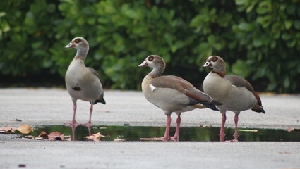 Graceful Ducks in Key Biscayne's Ecological Reserve