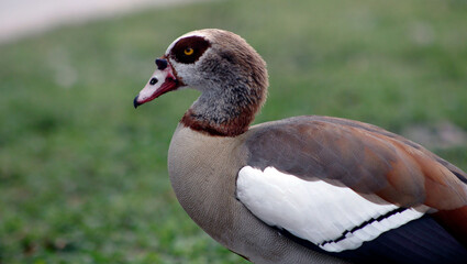 Graceful Ducks in Key Biscayne's Ecological Reserve