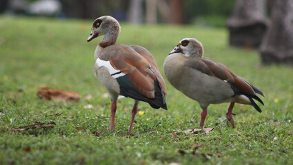 Graceful Ducks in Key Biscayne's Ecological Reserve