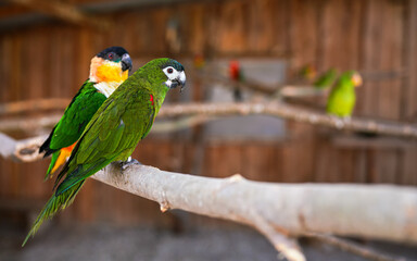 Green Red-shouldered macaw parrot, another bird behind, closeup detail