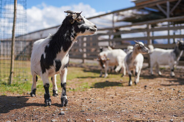 Obraz premium Group of small white and black american pygmy Cameroon goat closeup detail on head with horns, blurred farm with more animals background