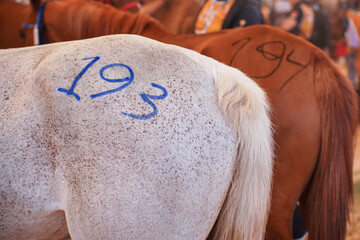 Numbers drawn on horses back during races, closeup detail