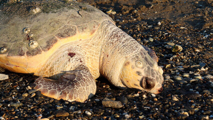Dead Sea Turtle on the Beach