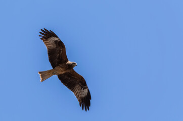 the hawk soars in the blue sky