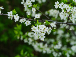 A close-up shot of blackthorn tree (Prunus spinosa) in bloom with white flowers.