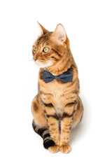 A cute red cat sits in a bow tie on a white background.