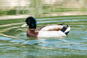 Pato azulón en el lago