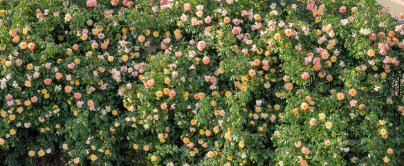 background of yellow and pink roses in sunlight