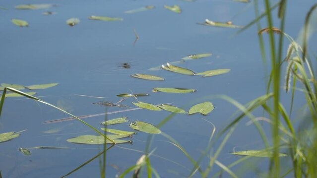 Water strider on the water pond. Gerridae, Water skipper Selective focus