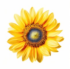 Vibrant Solitude: A Single Sunflower Against a Pure White Backdrop | AI Generated