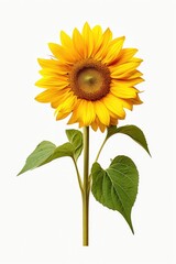 Sunflower Bliss: A Cheerful Sunflower on a Pure White Canvas | AI Generated.