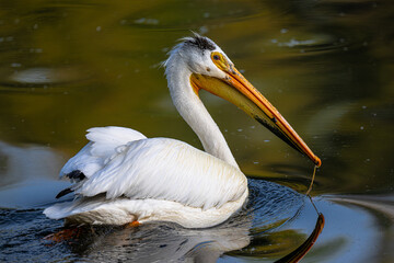 American white pelican (Pelecanus erythrorhynchos) on the Chatcolet Lake, ID