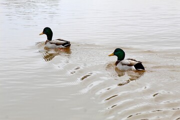 Two ducks in a pond 