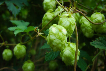 Hopfen - Close Up - Background - Humulus Lupulus - Fresh - Hops - Hoppy Cones - Beer - Green -...