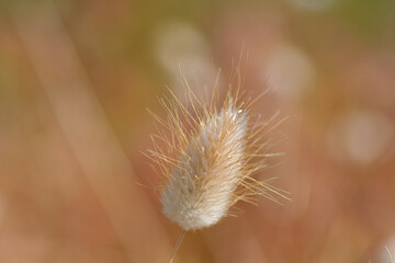 Lagures ovales dans les dunes