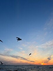 Flying seagulls at the sea, sunset seascape, big seagulls in the sky