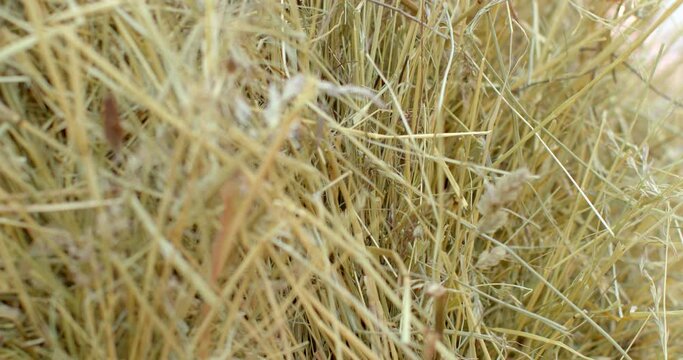 Preparation of dry food for animals for the season. Straw and hay material for livestock care. Food, bedding at least for the life of livestock. Soft focus.