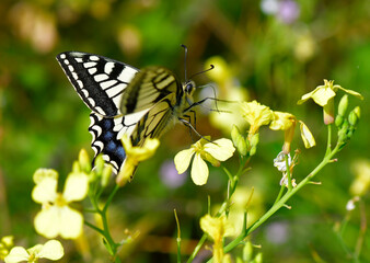 Joli papillon Machaon sur une fleur © aquaphoto
