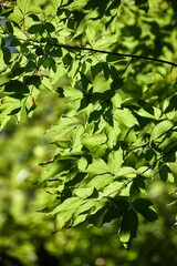 Fototapeta na wymiar Spring Green Leaves