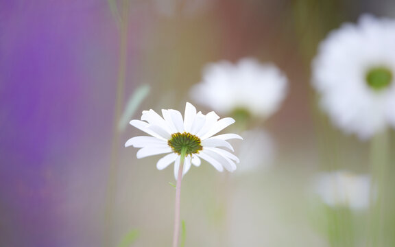 Daisy flower in blurred boded creative artistic meme background