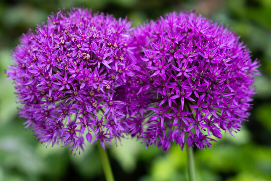 Two purple Allium flowers fused together on green blurred background. Seen from above. Ornamental onion background